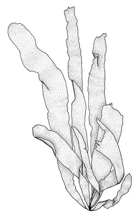 Prikktunge (Punctaria plantaginea)