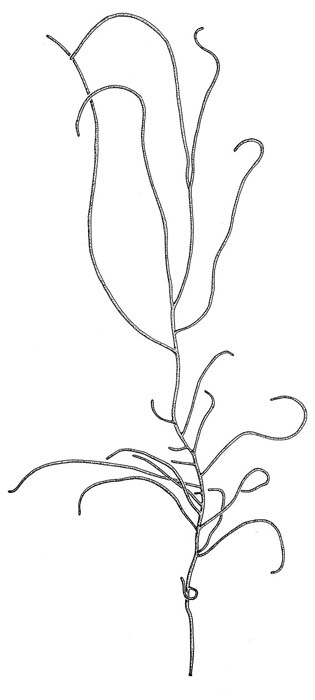 Strandtagl (Chordaria flagelliformis)