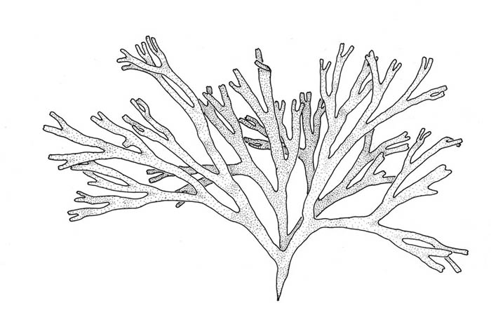 Tvebendel (Dictyota dichotoma)