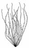 Fjreslo (Scytosiphon lomentaria)