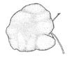 sterstjuv (Colpomenia peregrina)