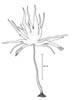 Stortare (Laminaria hyperborea)