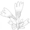 Sl (Palmaria palmata)