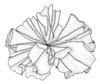 Vanleg Fjrehinne (Porphyra umbilicalis)